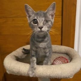 Enlarge Popeye! Incredibly sweet, loving, and playful, this boy is SO ready for a home, a Adoptable Tabby in Cary, NC image 4/4