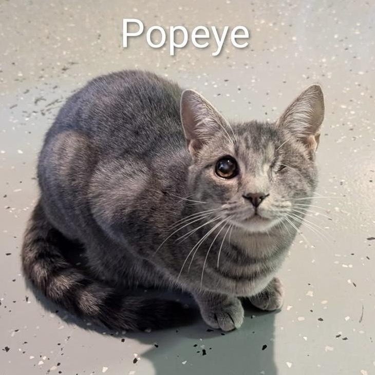 Popeye! Incredibly sweet, loving, and playful, this boy is SO ready for a home, Adoptable, Kitten Male Tabby.