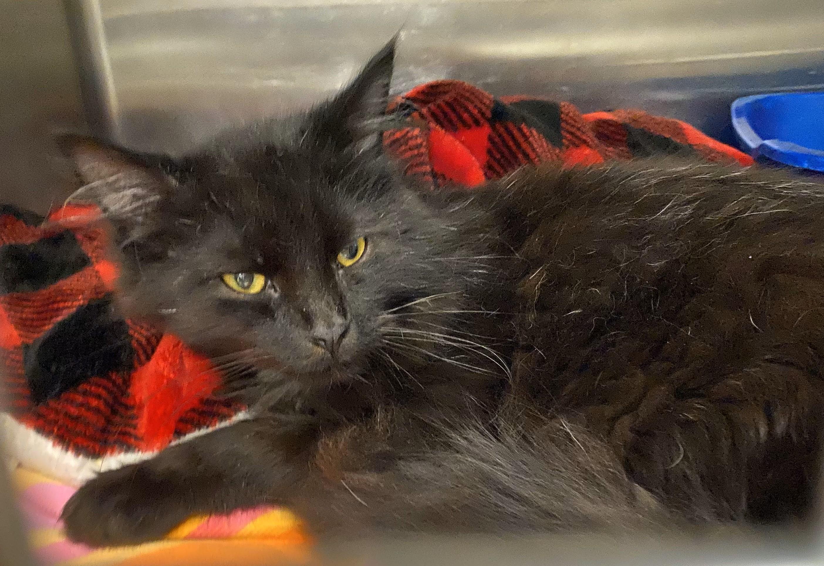 Lee Chang, an adoptable Domestic Medium Hair in Normal, IL_image-1