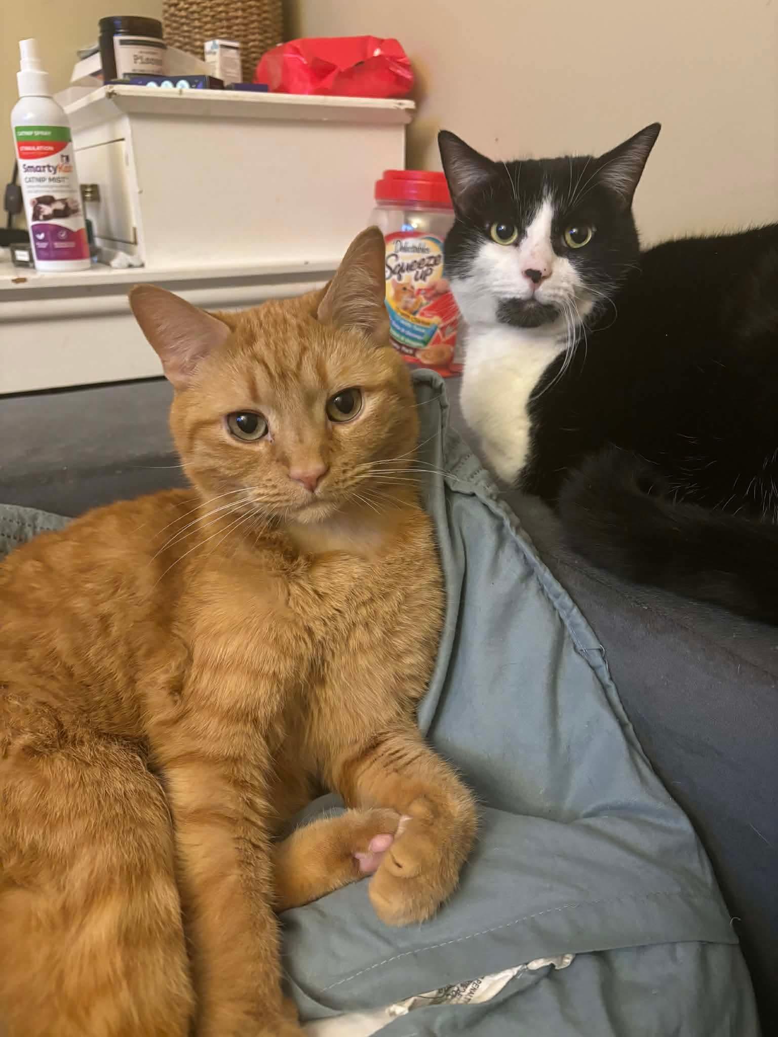 Sir Henry, a Adoptable Domestic Short Hair in Stephens City, VA image 1/3