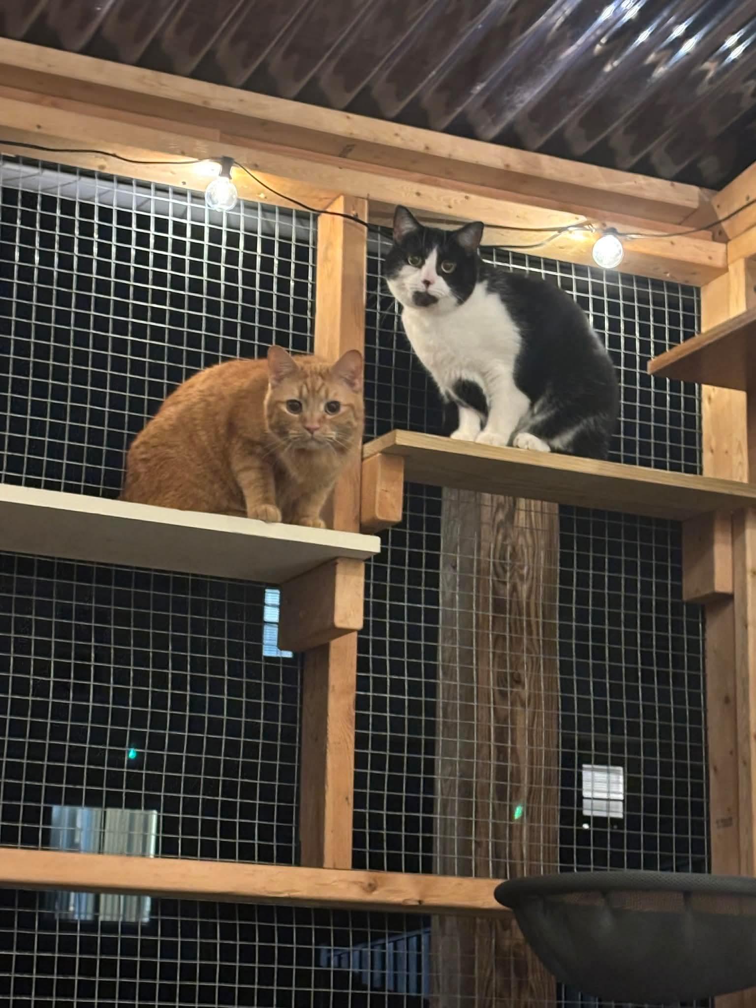 Sir Henry, a Adoptable Domestic Short Hair in Stephens City, VA image 2/3