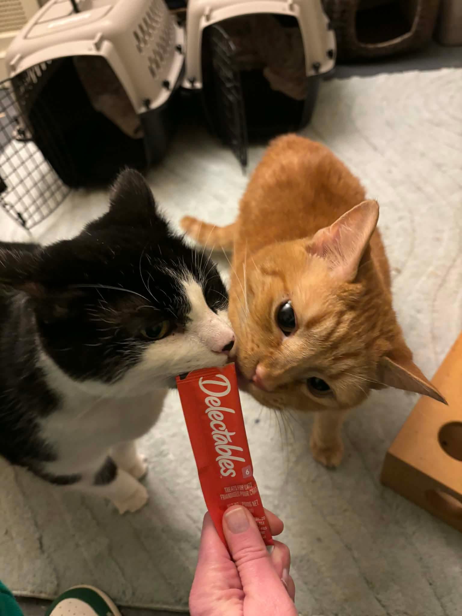 Sir Henry, a Adoptable Domestic Short Hair in Stephens City, VA image 3/3