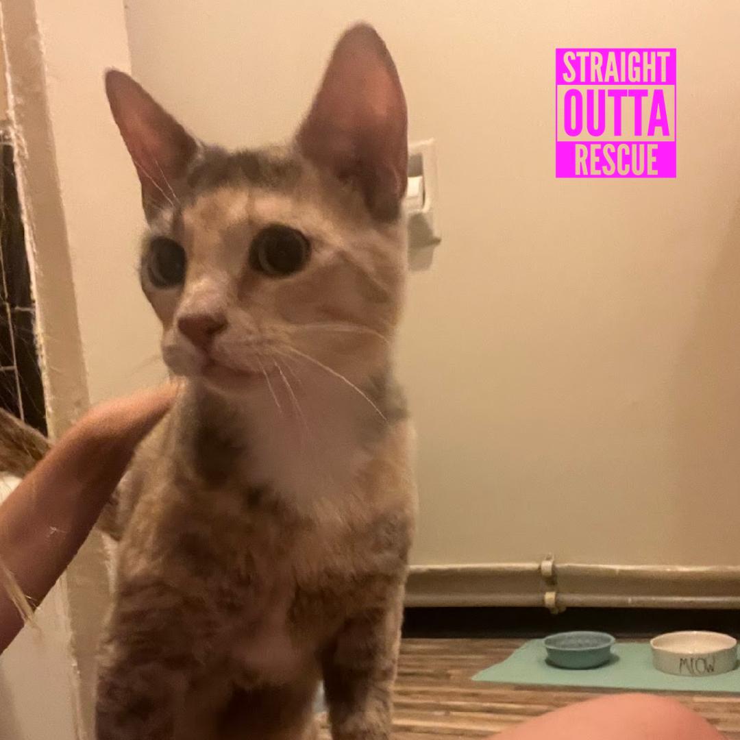 Enlarge Harmony, a ADOPTABLE Domestic Short Hair in Vancouver, BC image 3/6