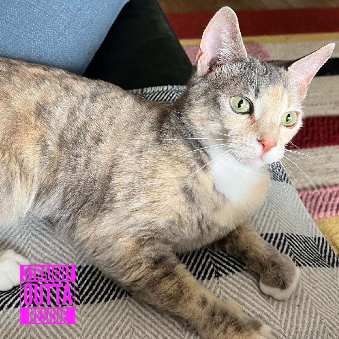 Enlarge Harmony, a ADOPTABLE Domestic Short Hair in Vancouver, BC image 6/6