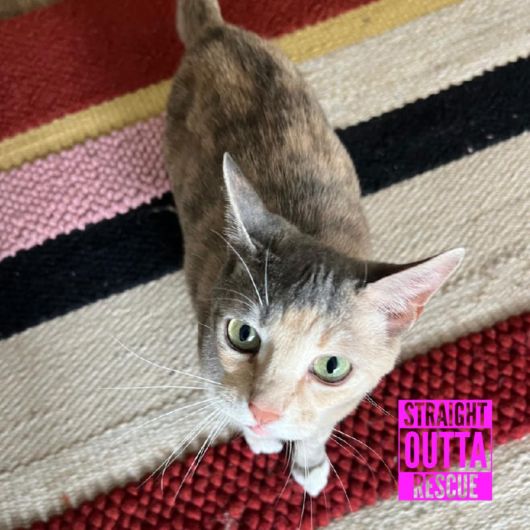 Enlarge Harmony, a ADOPTABLE Domestic Short Hair in Vancouver, BC image 1/6
