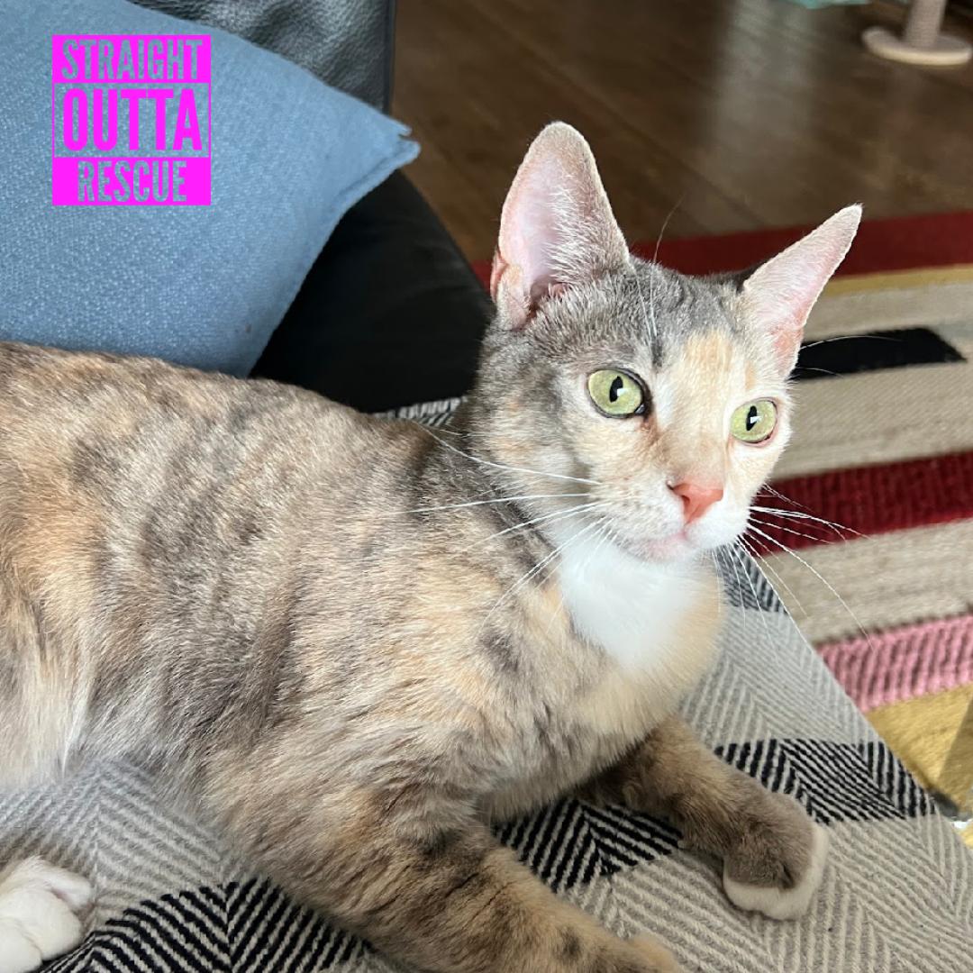 Enlarge Harmony, a ADOPTABLE Domestic Short Hair in Vancouver, BC image 2/6