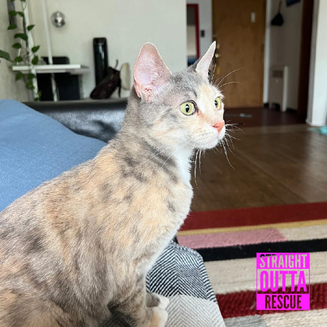 Enlarge Harmony, a ADOPTABLE Domestic Short Hair in Vancouver, BC image 5/6