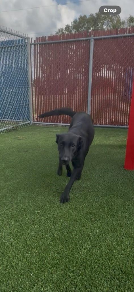 Kiki, adopted, Young Female Shepherd.