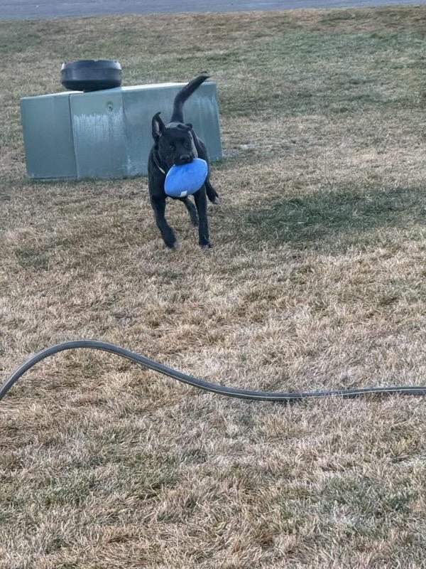 Enlarge Ebony (Bunny) - Courtesy Listing see info , a ADOPTABLE mixed breed in Polson, MT image 3/3