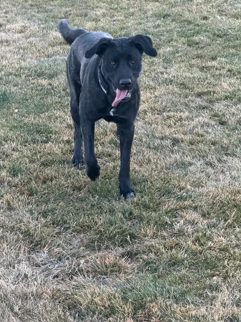 Enlarge Ebony (Bunny) - Courtesy Listing see info , a ADOPTABLE mixed breed in Polson, MT image 2/3