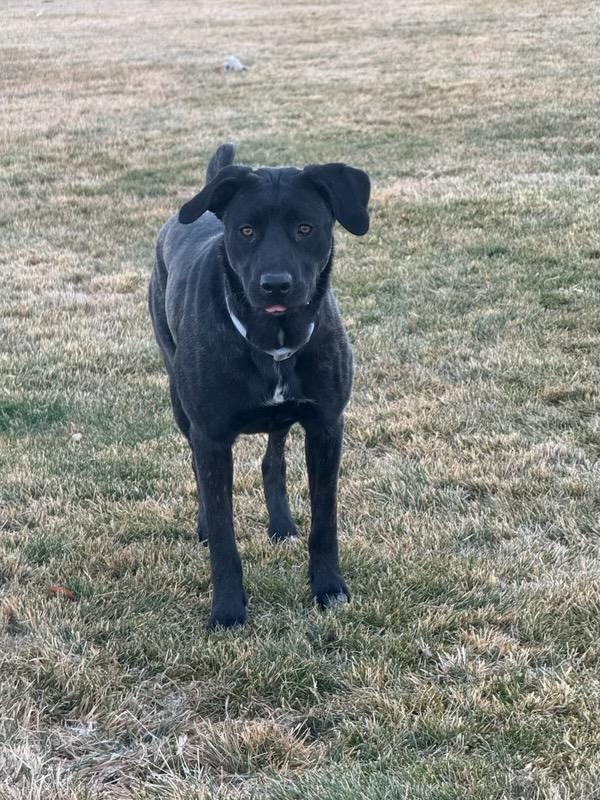 Ebony (Bunny) - Courtesy Listing see info , ADOPTABLE, Adult Female Mixed Breed.