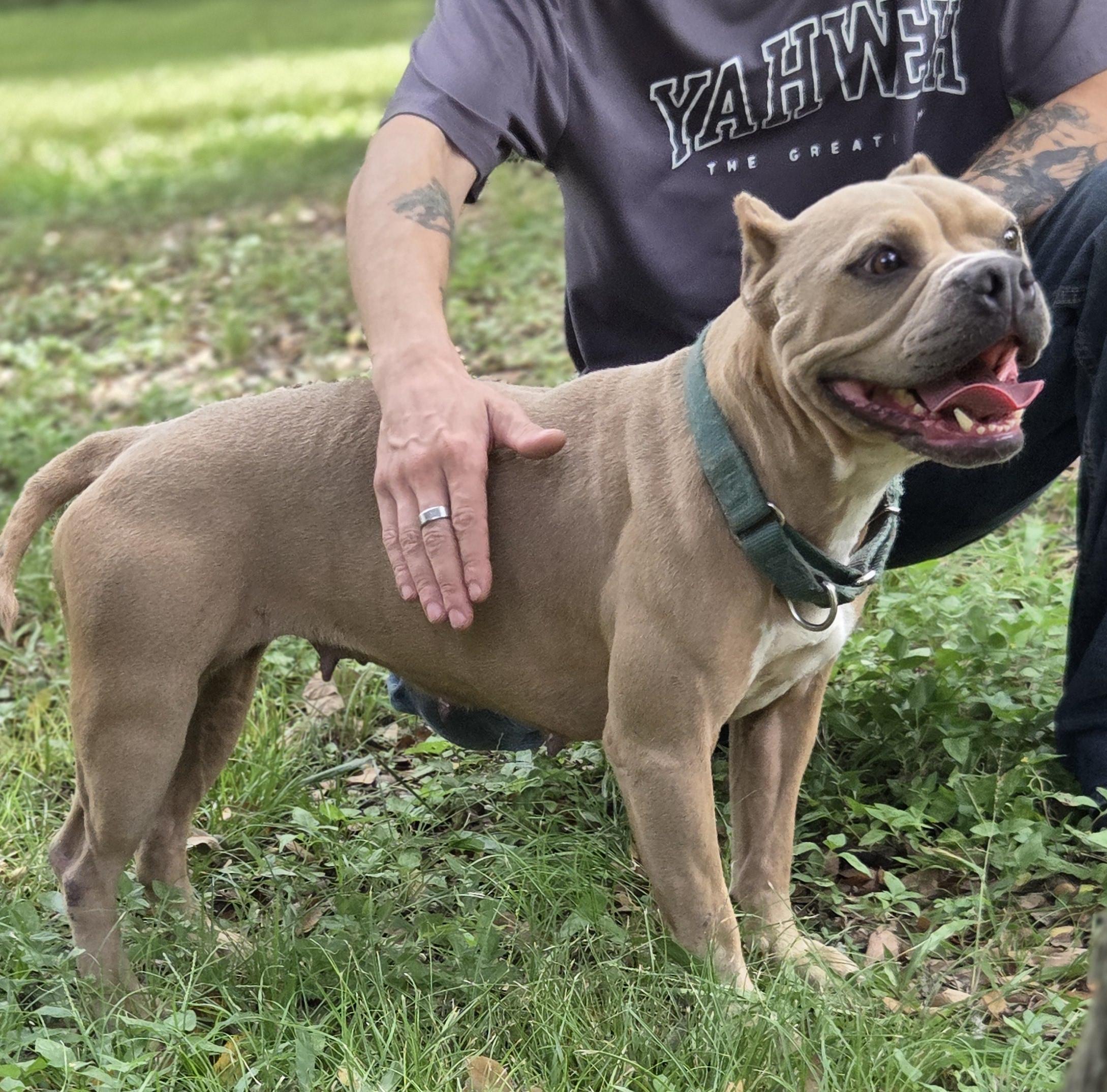 Buttercup, Adoptable, Adult Female Staffordshire Bull Terrier.