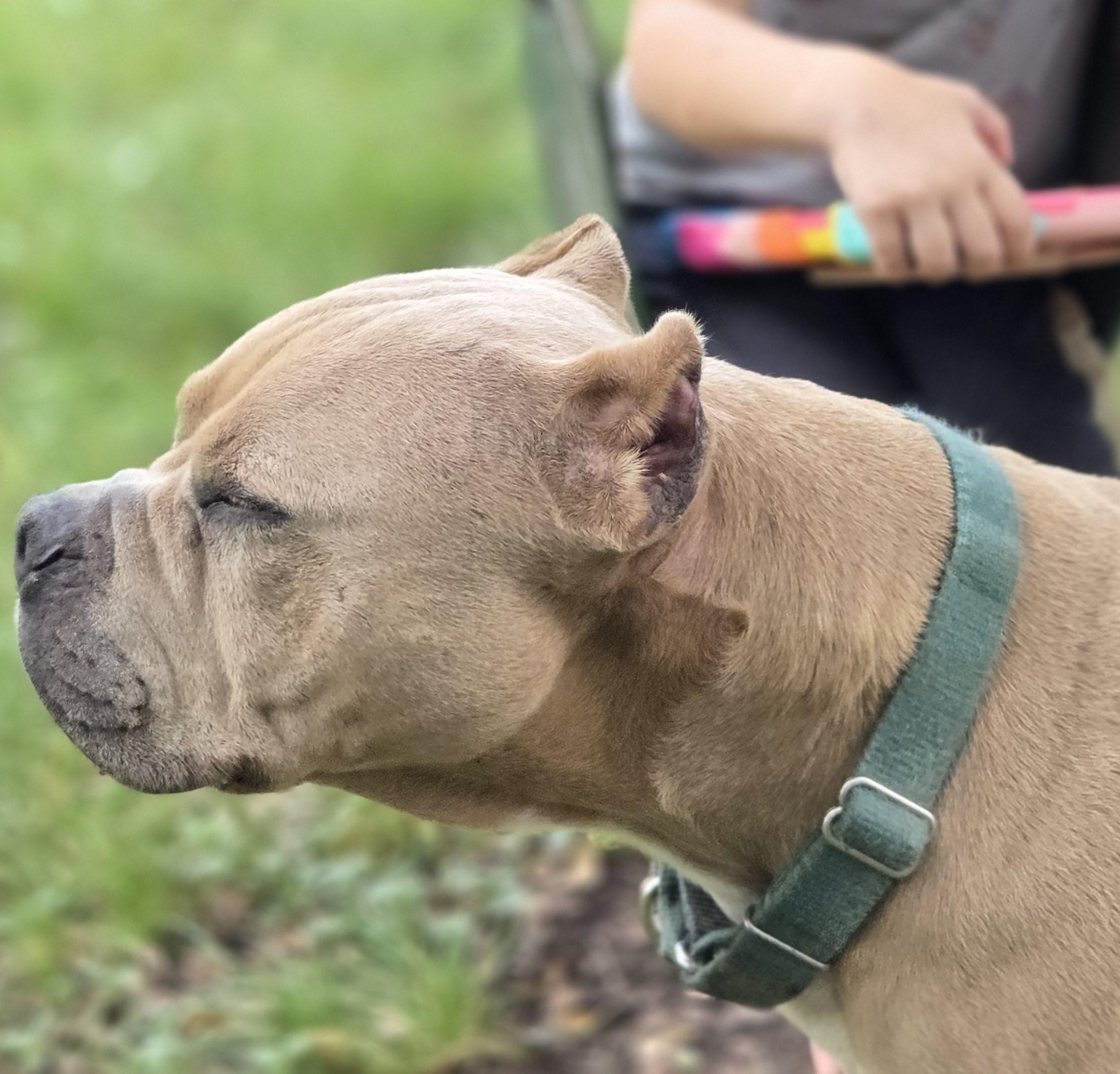 Enlarge Buttercup, a Adoptable mixed breed in Mount Arlington, NJ image 2/5