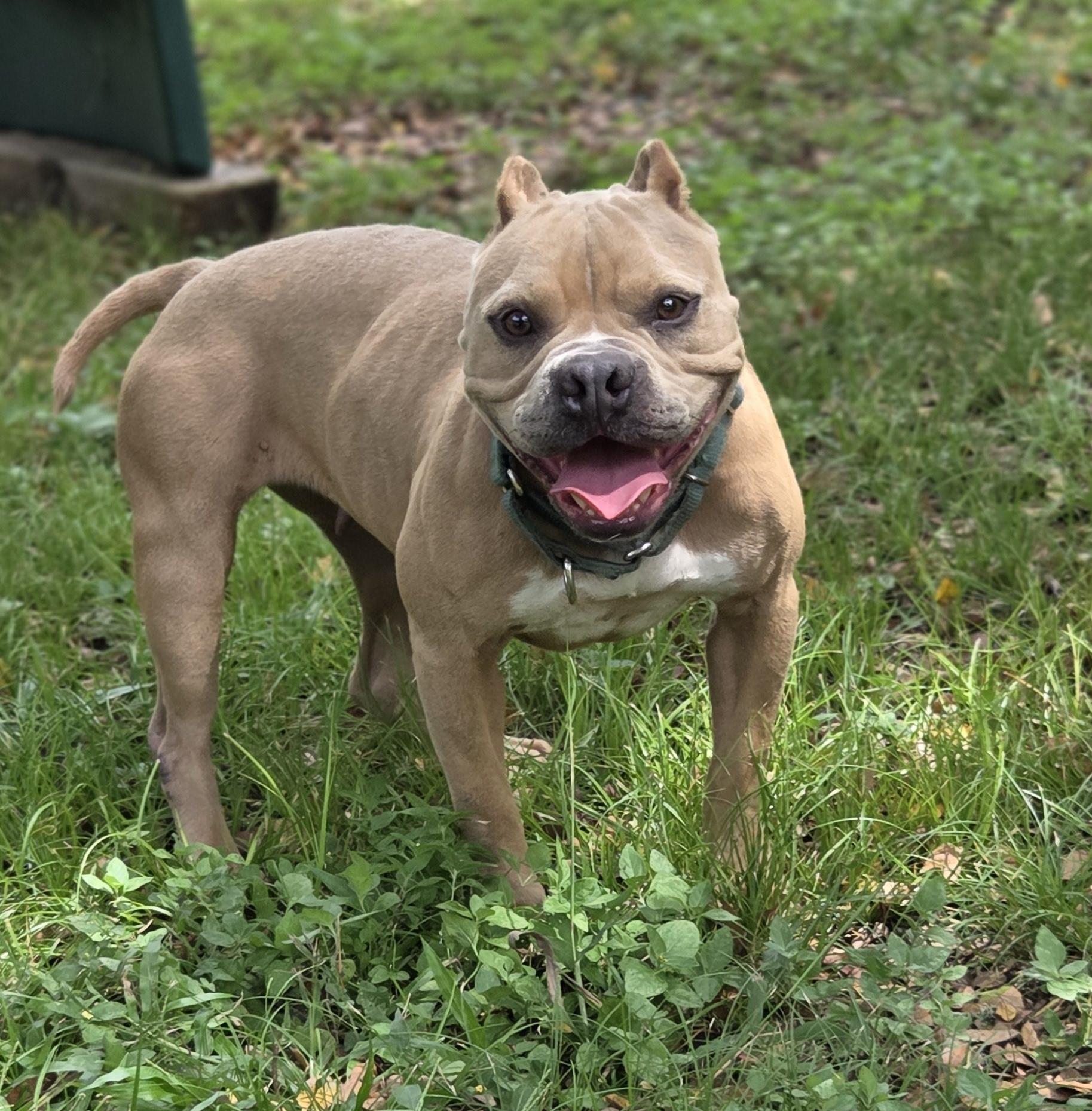 Enlarge Buttercup, a Adoptable mixed breed in Mount Arlington, NJ image 3/5