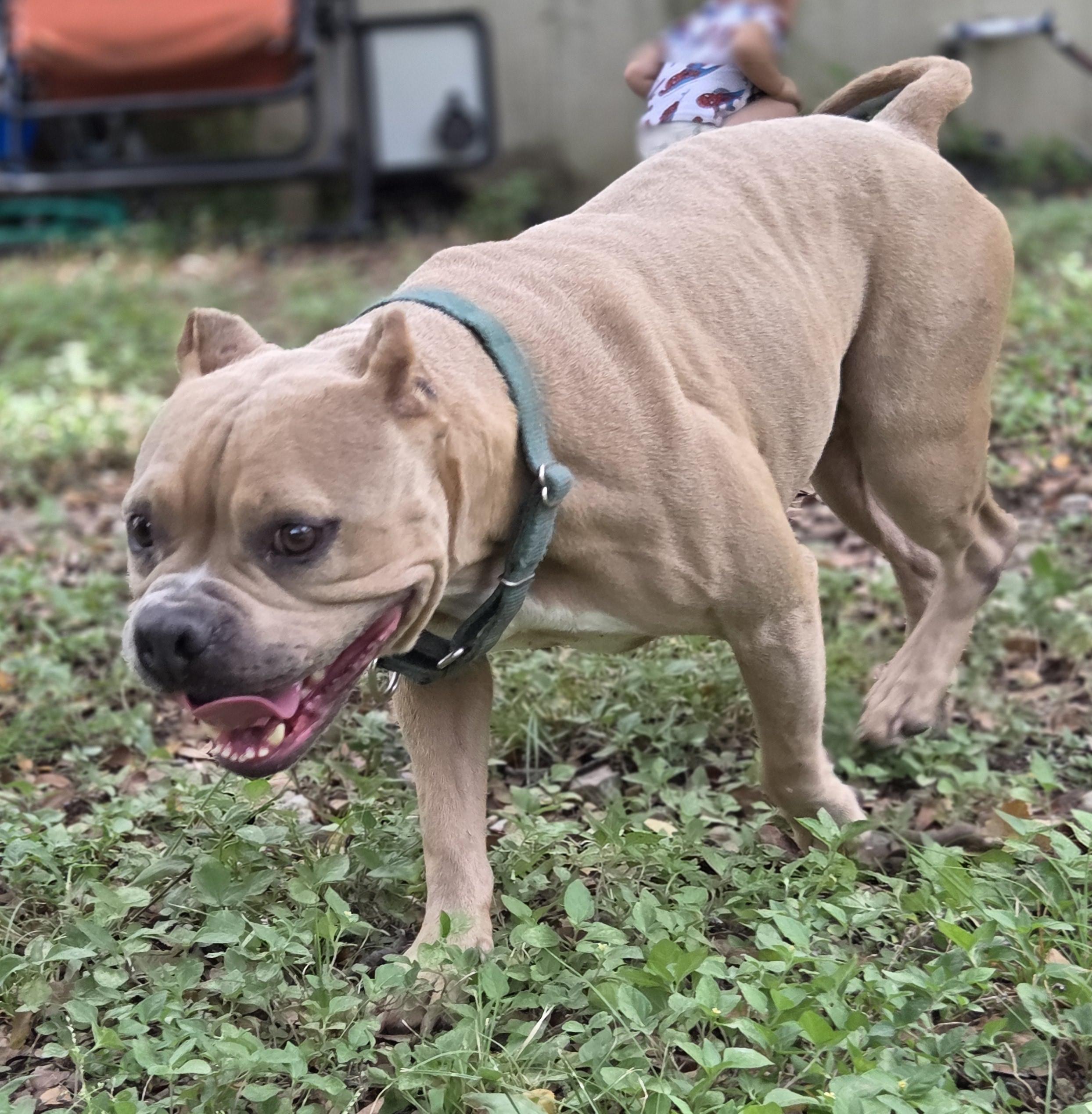 Enlarge Buttercup, a Adoptable mixed breed in Mount Arlington, NJ image 4/5