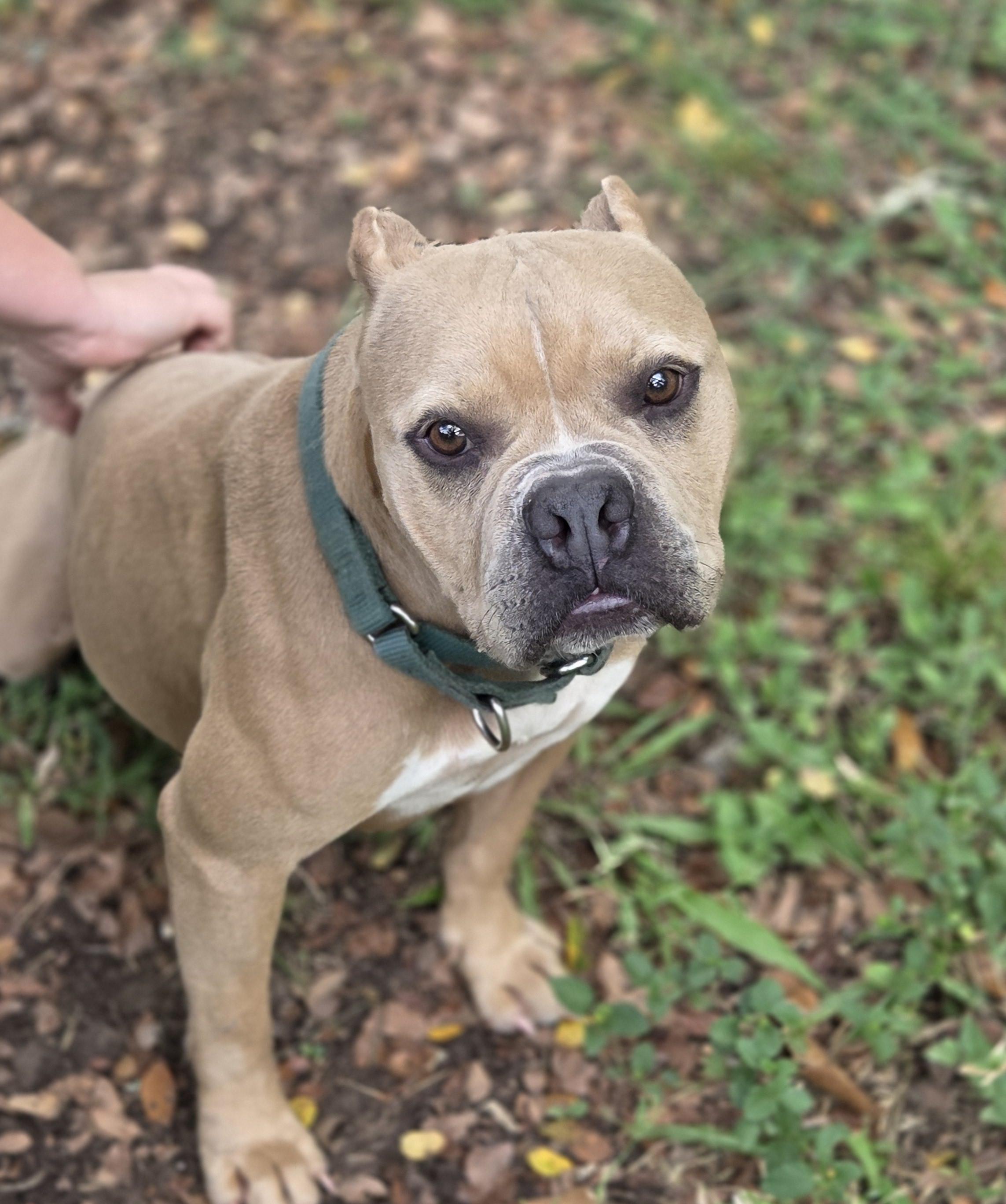 Enlarge Buttercup, a Adoptable mixed breed in Mount Arlington, NJ image 5/5