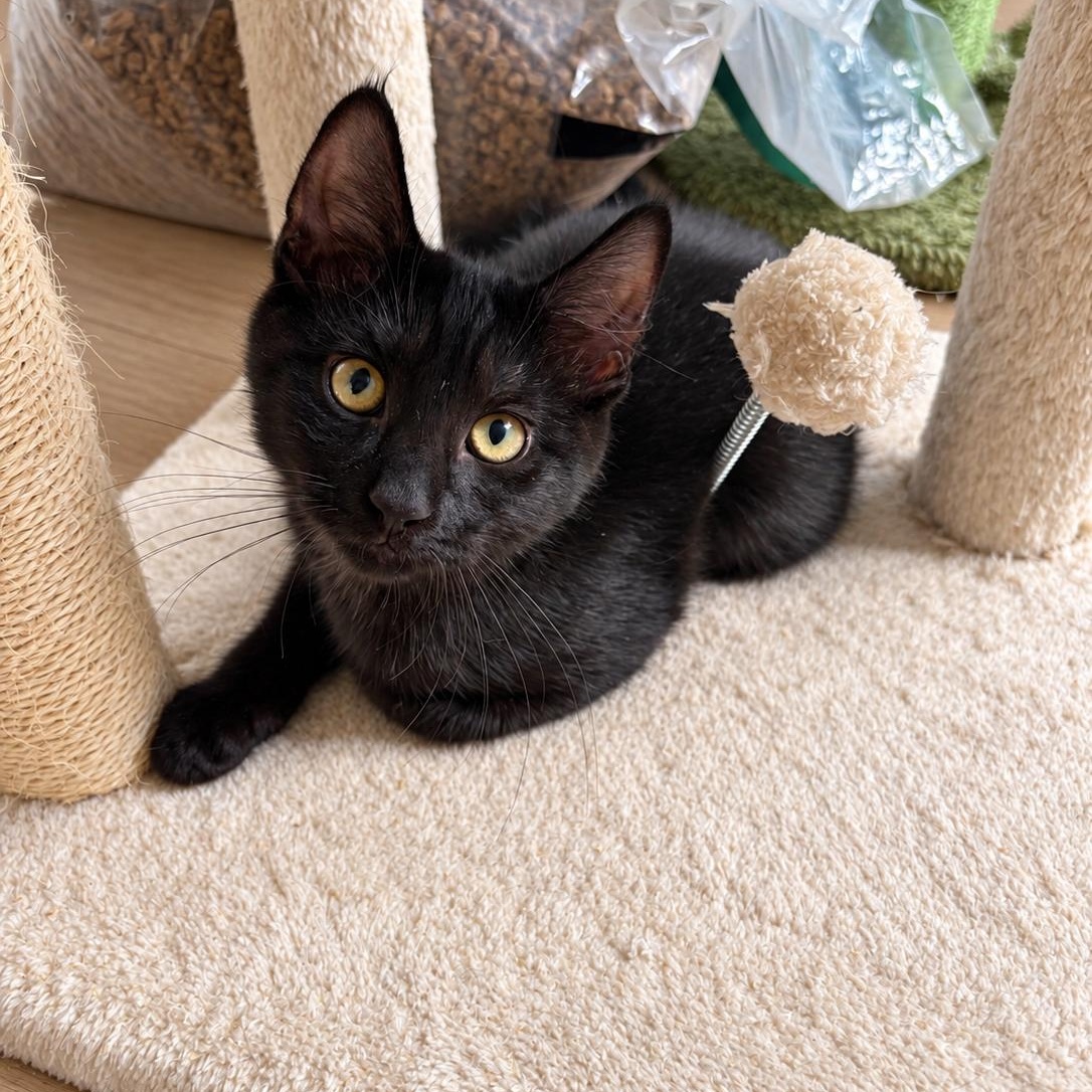 Brielle, Adoptable, Kitten Female Domestic Short Hair.