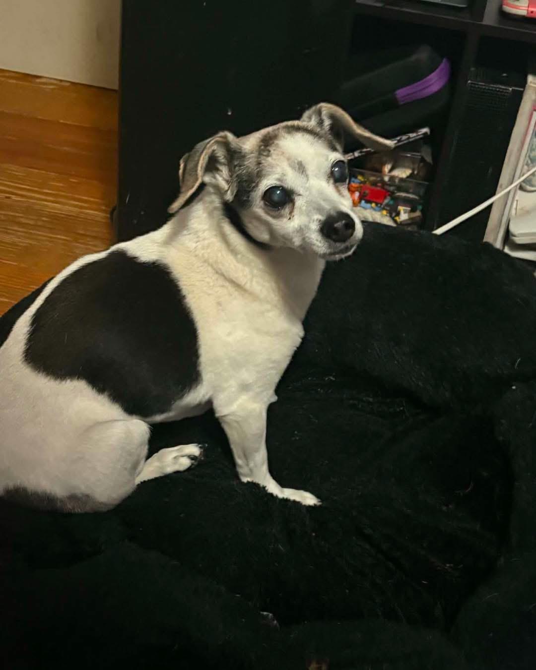 Lucy Lou, ADOPTABLE, Senior Female Jack Russell Terrier.