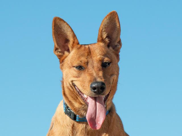 Maple A061373, Adopted, Puppy Female Australian Cattle Dog / Blue Heeler.