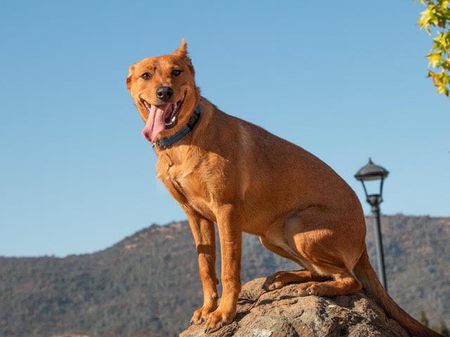 Enlarge Maple A061373, a Adopted mixed breed in San Andreas, CA image 2/2