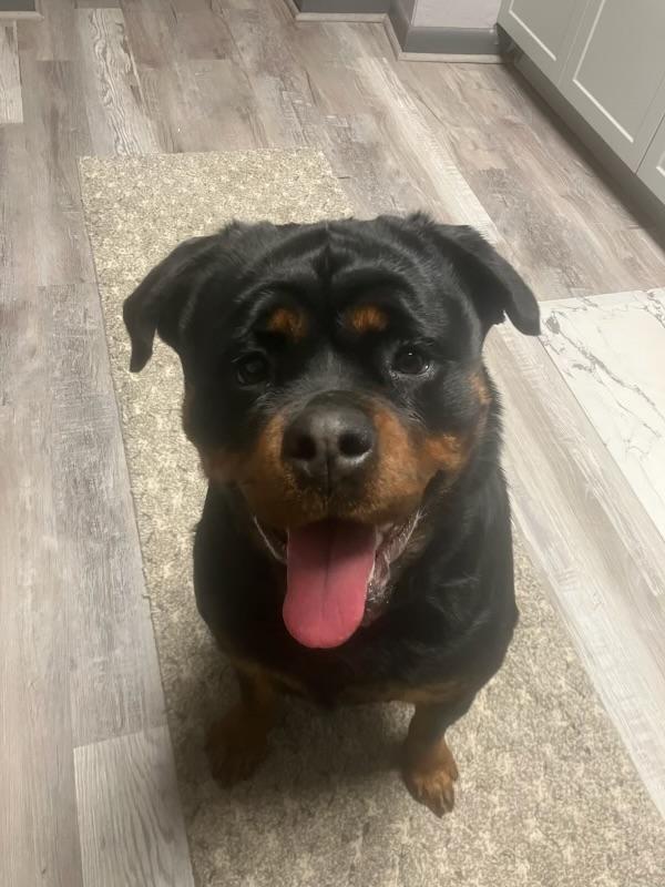 Stella, ADOPTABLE, Young Female Rottweiler.