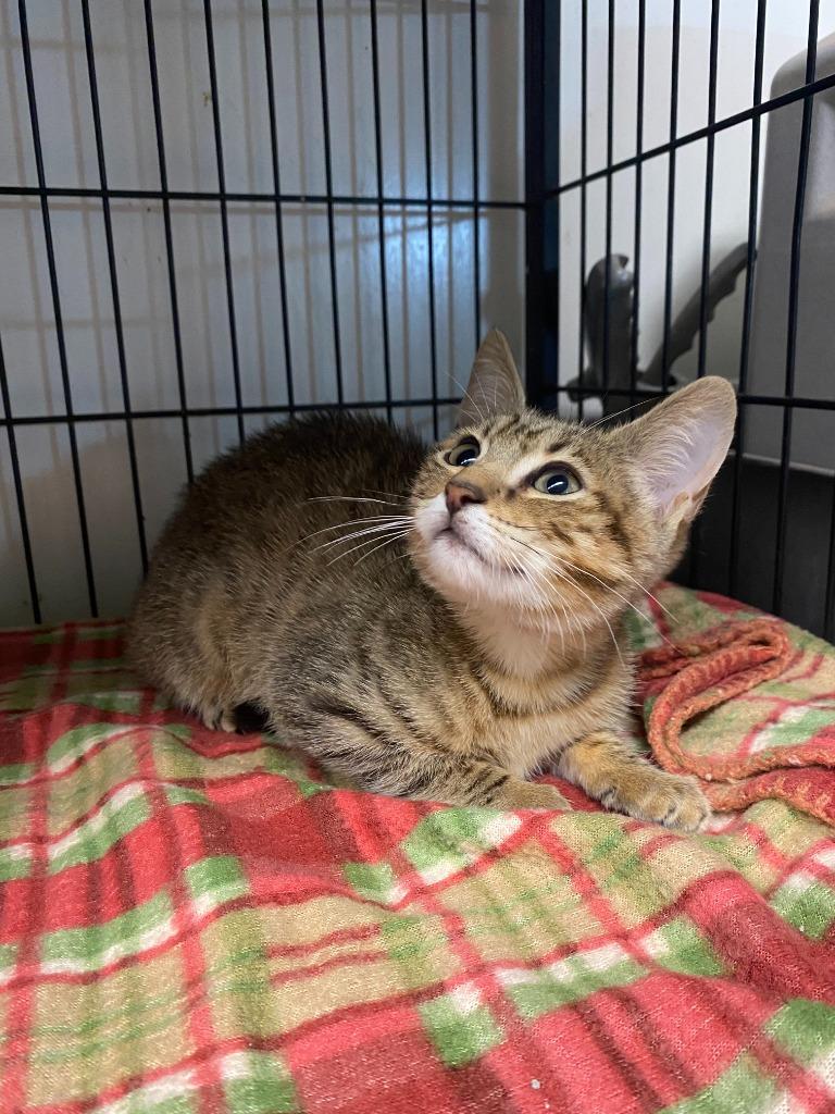 Simba/Cozmo, Adoptable, Kitten Male Domestic Short Hair.