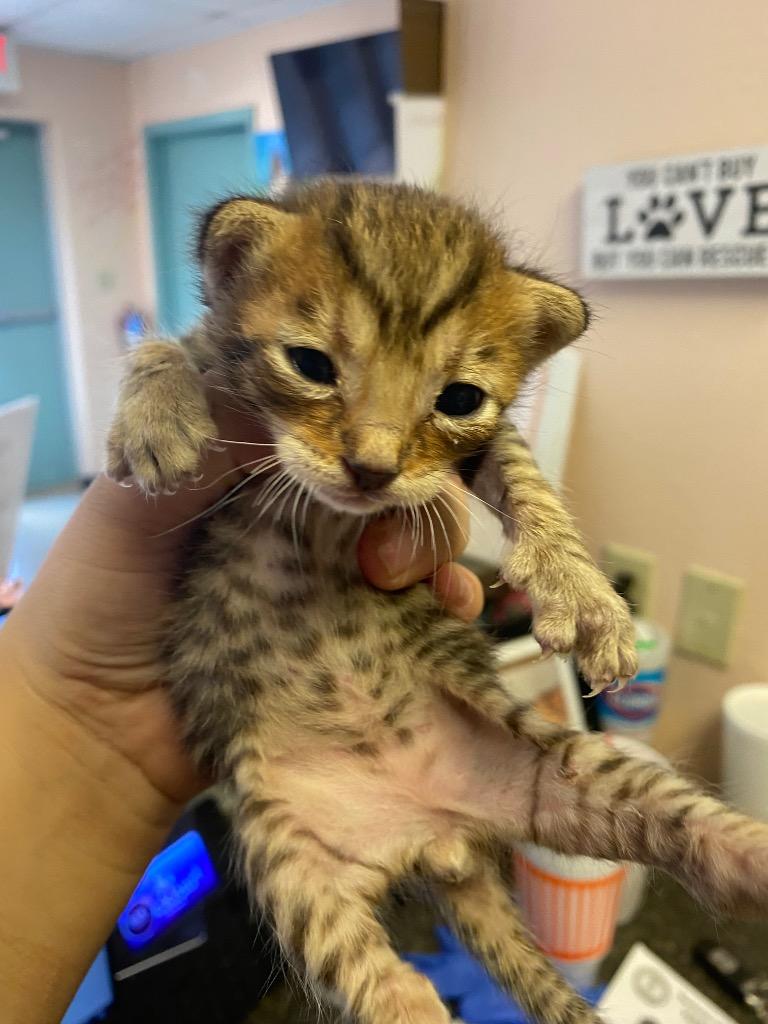 Simba/Cozmo, a Adoptable mixed breed in Lockhart, TX image 3/4