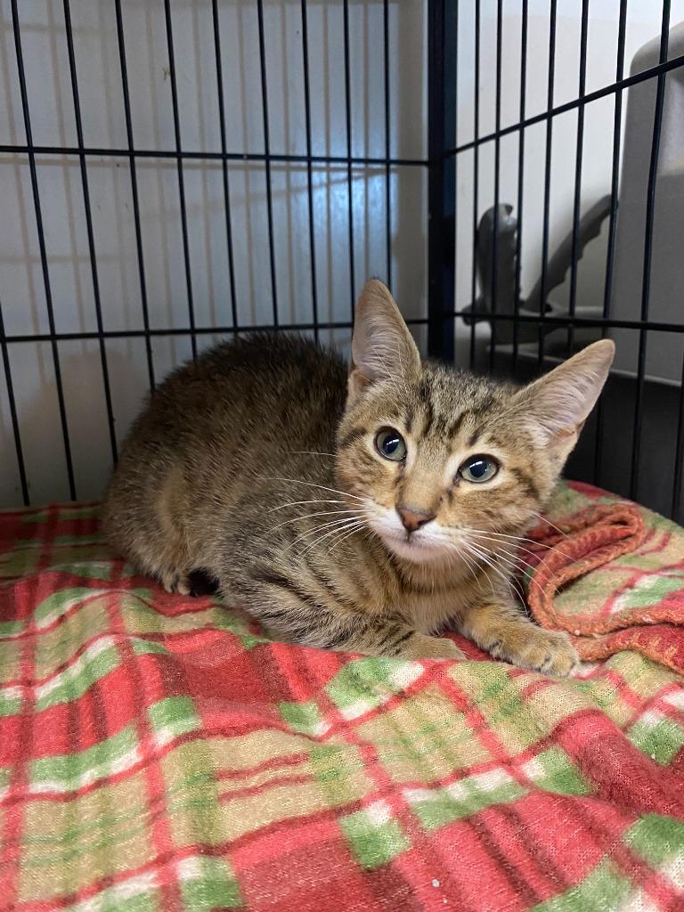 Simba/Cozmo, a Adoptable mixed breed in Lockhart, TX image 4/4