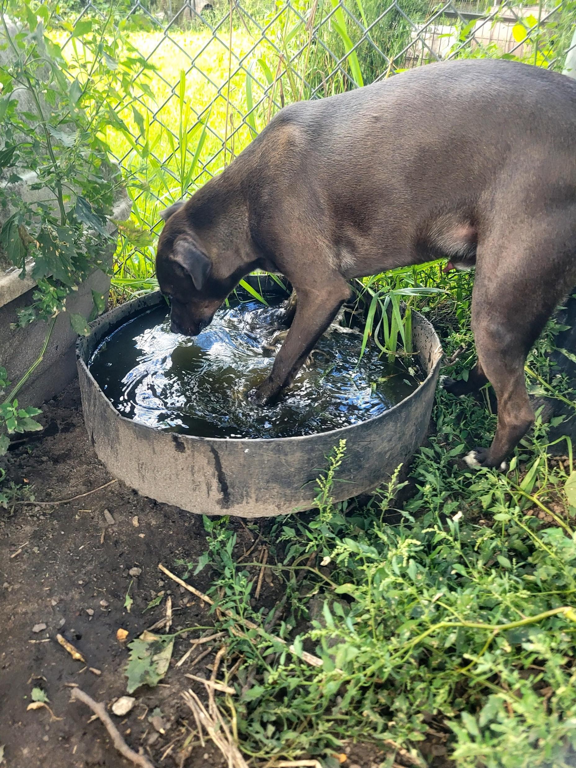 Charlie, a Adoptable Mixed Breed in Clarion, IA image 5/6