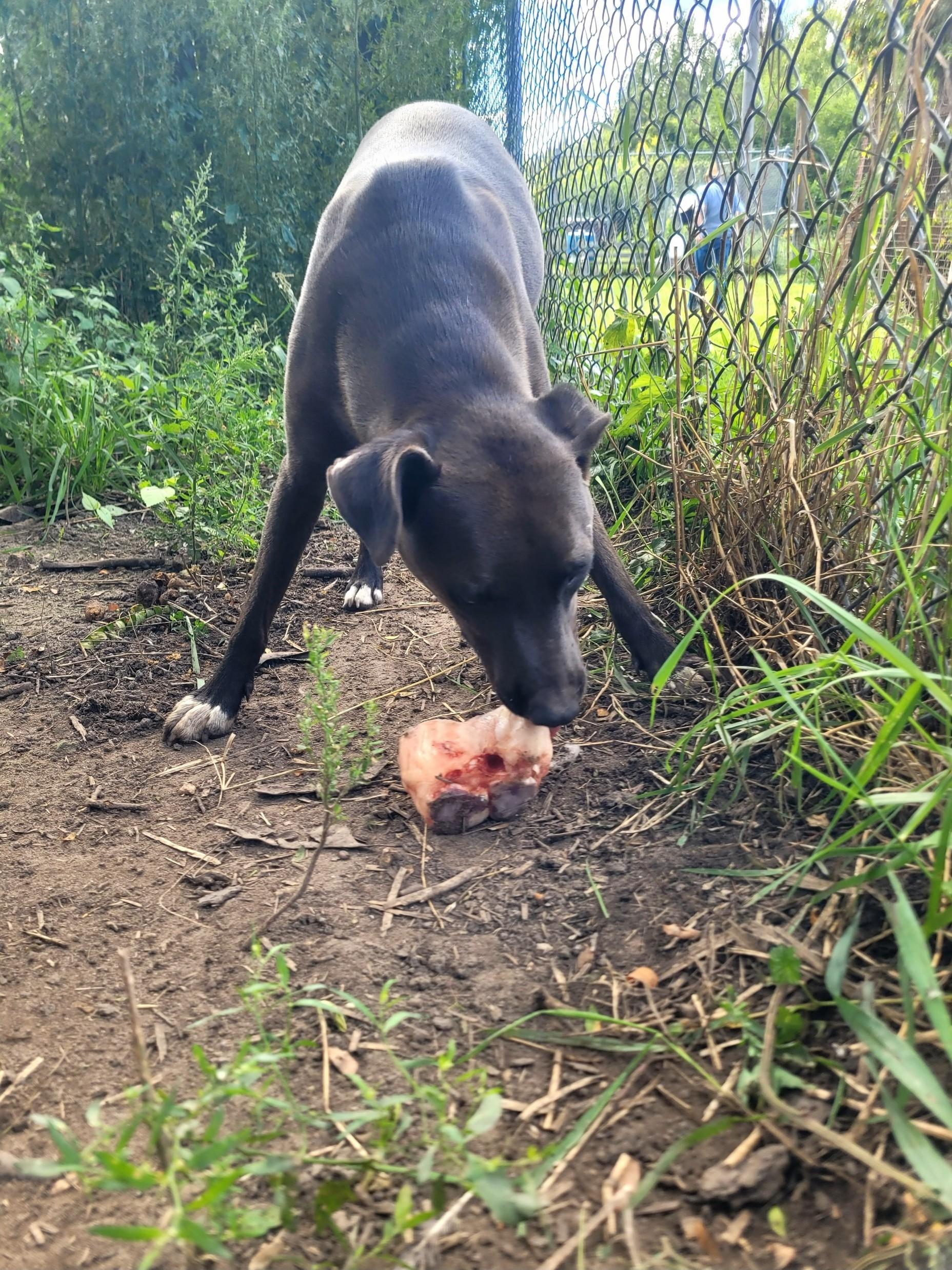 Charlie, Adoptable, Young Male Mixed Breed.