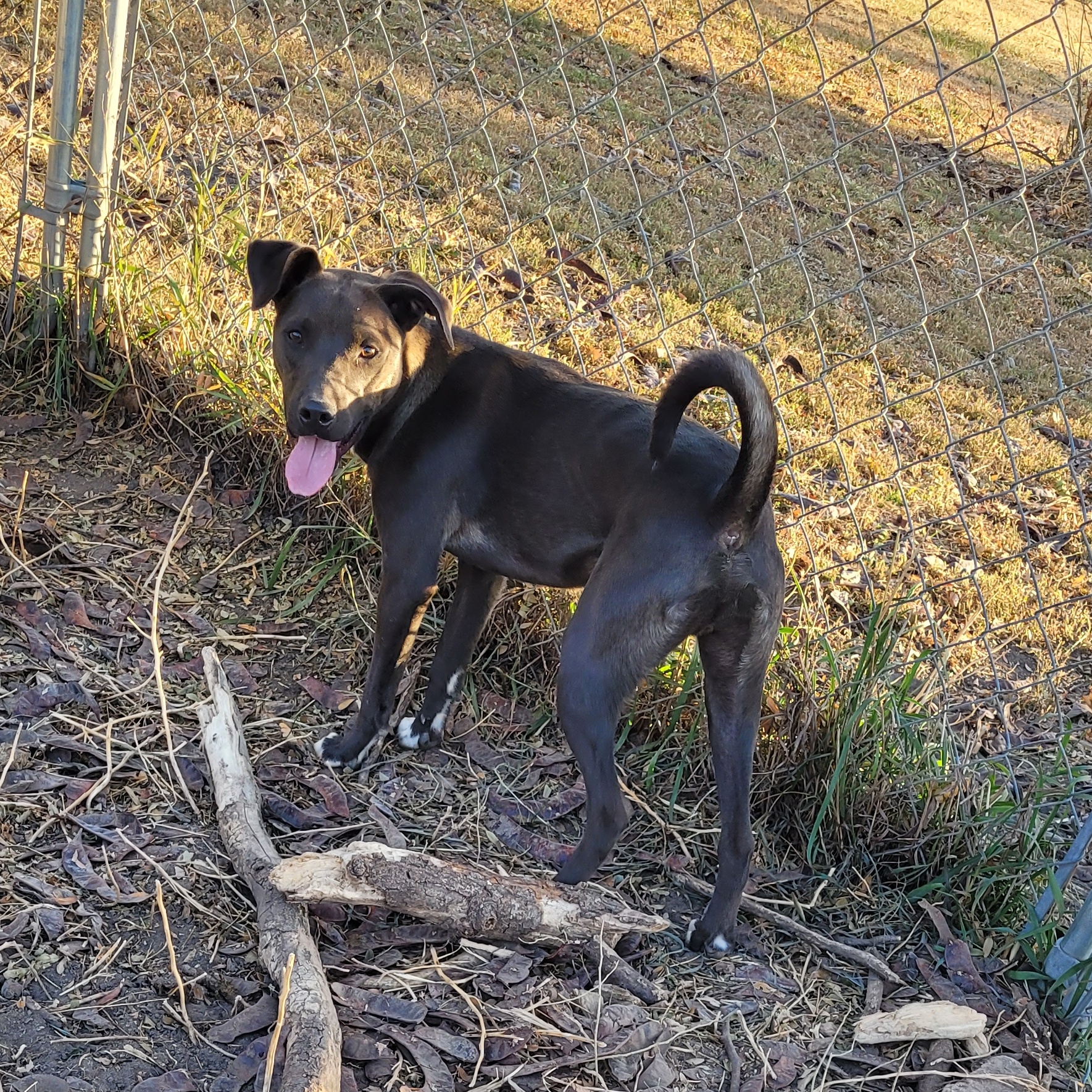 Charlie, a Adoptable Mixed Breed in Clarion, IA image 3/6