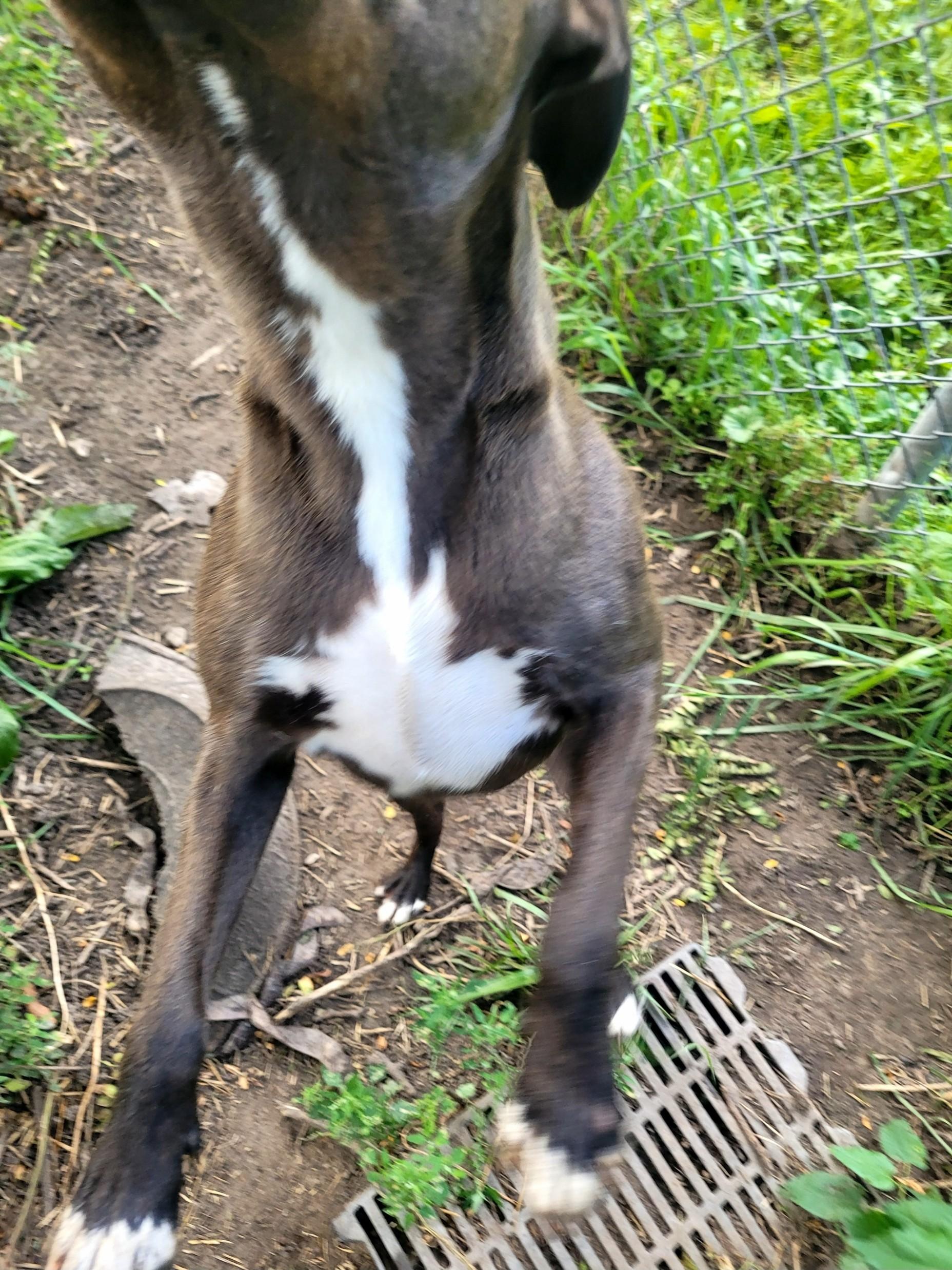 Charlie, a Adoptable Mixed Breed in Clarion, IA image 6/6