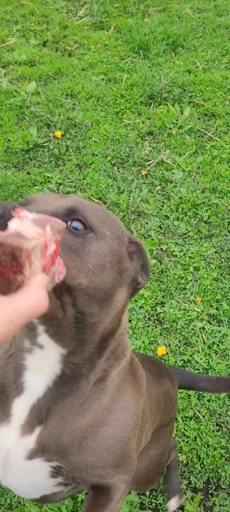 Enlarge Charlie, a Adoptable Mixed Breed in Clarion, IA video 4/6