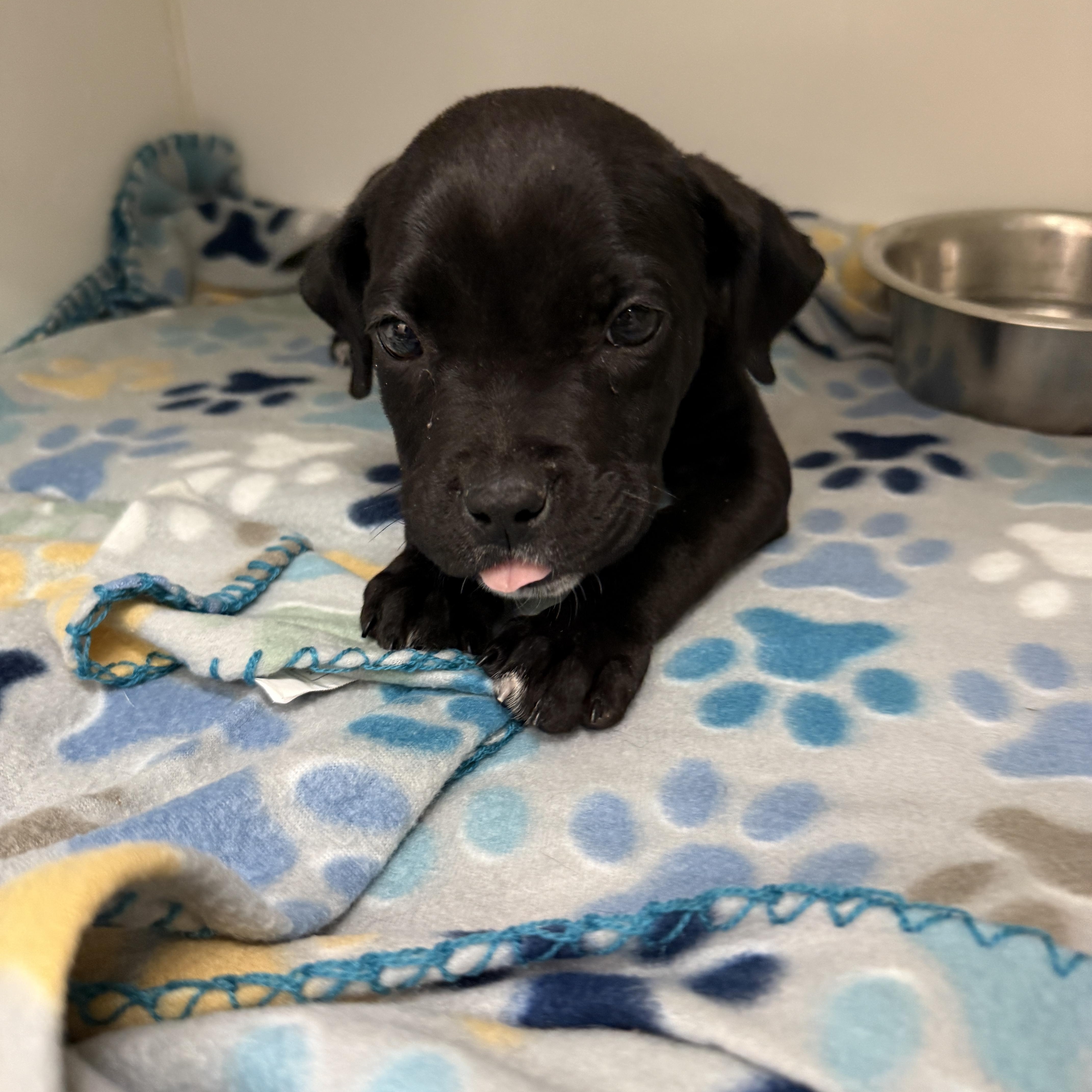 Enlarge BARETTA, an adopted Black Labrador Retriever in Las Vegas, NV image 3/3