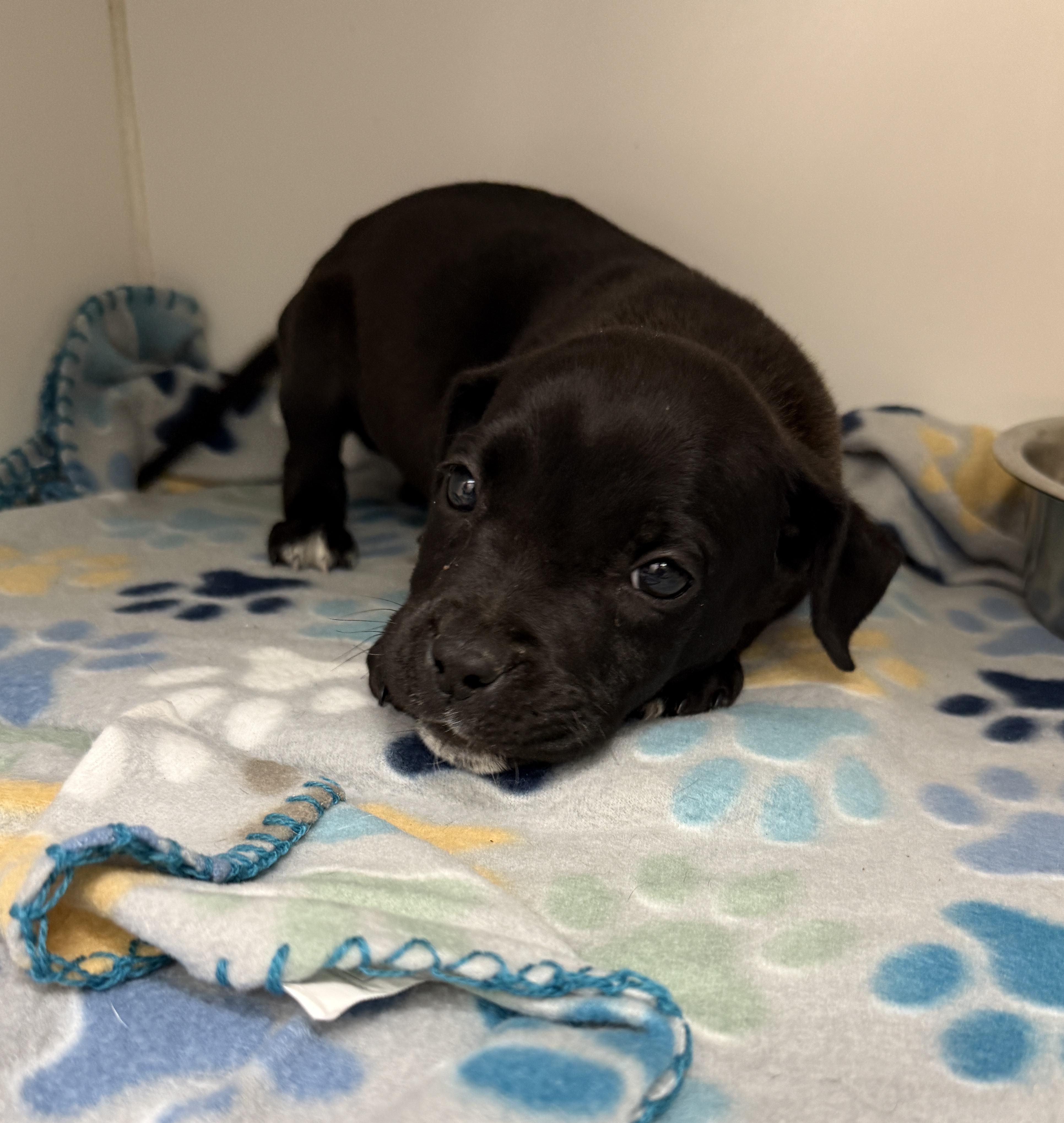 Enlarge BARETTA, an adopted Black Labrador Retriever in Las Vegas, NV image 2/3