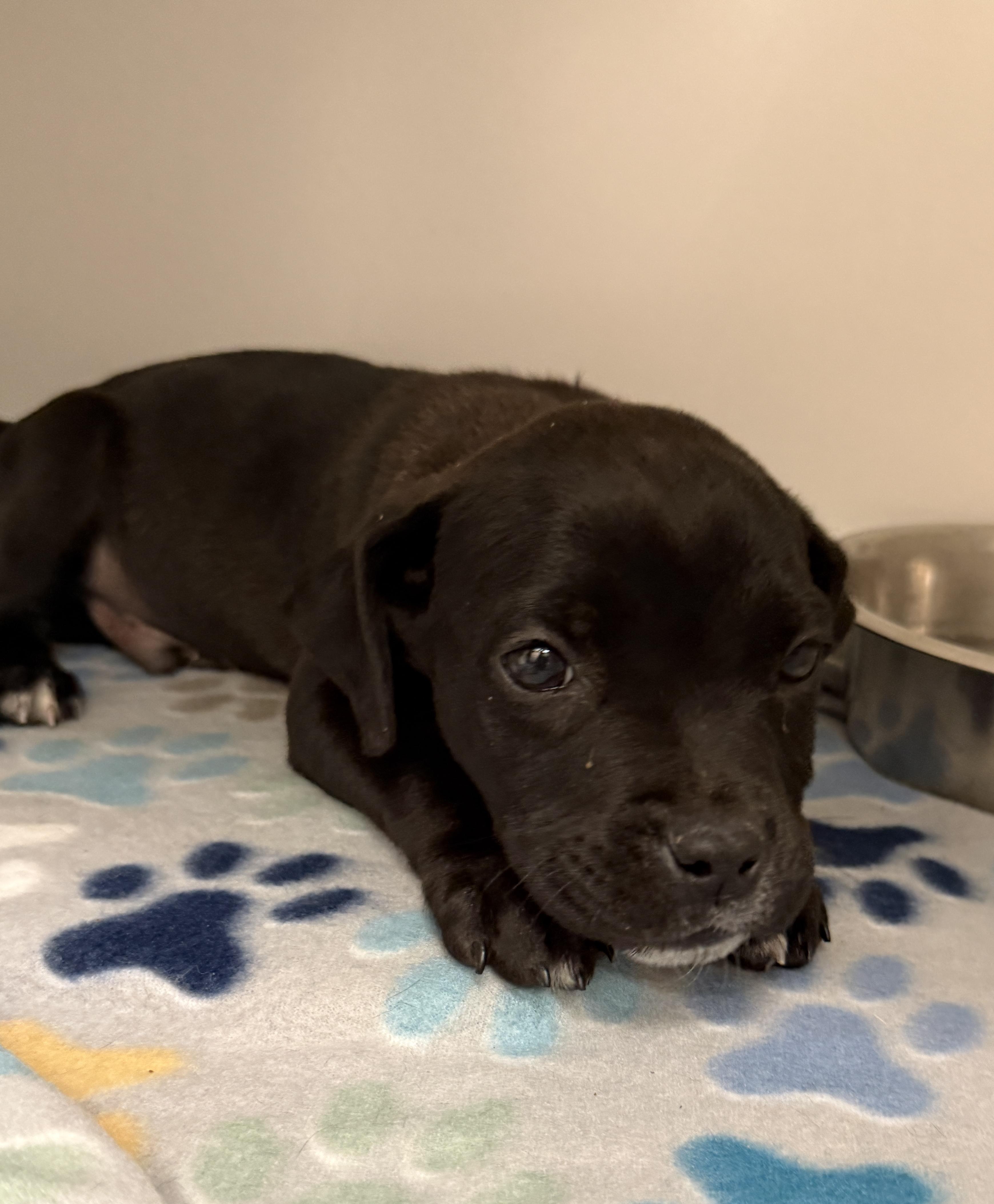 Enlarge BARETTA, an adopted Black Labrador Retriever in Las Vegas, NV image 1/3