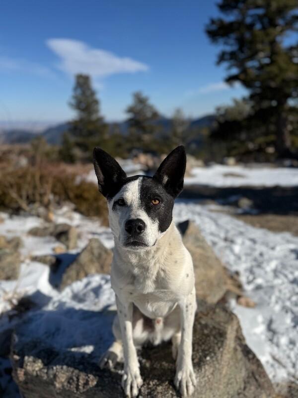 Enlarge Odie, a Adoptable mixed breed in Boulder, CO image 1/6