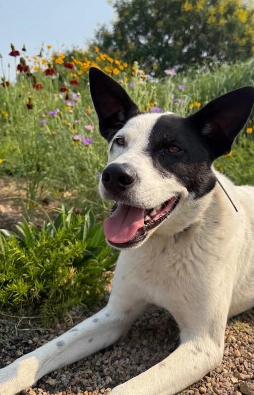 Odie, Adoptable, Young Male Cattle Dog & Husky.