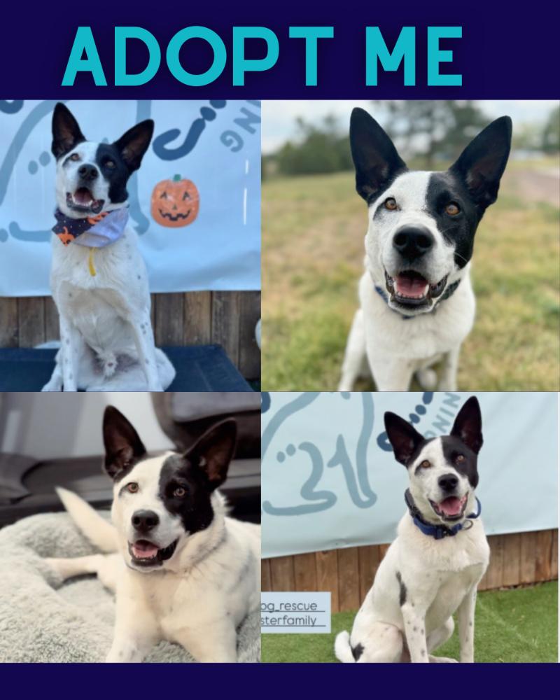Odie, Adoptable, Young Male Cattle Dog & Husky.