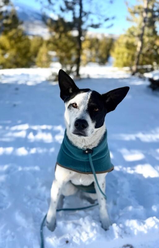 Enlarge Odie, a Adoptable mixed breed in Boulder, CO image 3/6