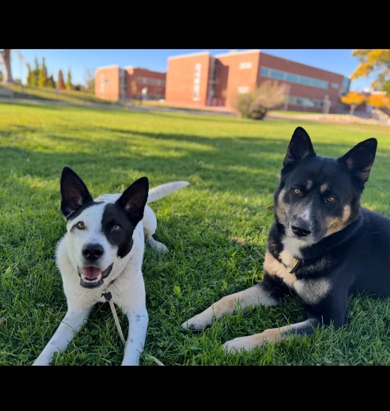 Enlarge Odie, a Adoptable mixed breed in Boulder, CO image 4/6