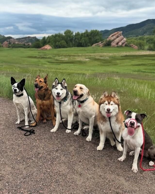 Enlarge Odie, a Adoptable mixed breed in Boulder, CO image 5/6
