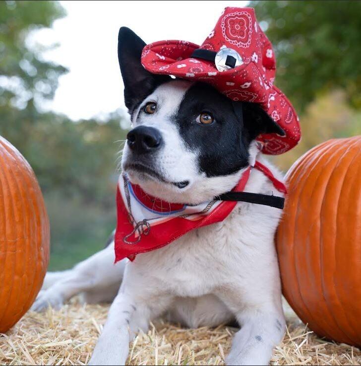 Enlarge Odie, a Adoptable mixed breed in Boulder, CO image 6/6
