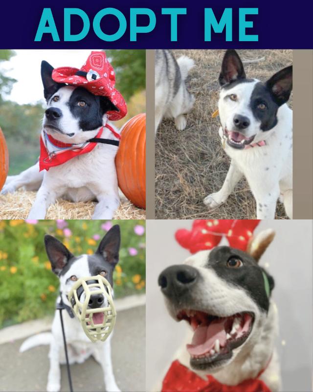 Odie, a Adoptable mixed breed in Boulder, CO image 4/4