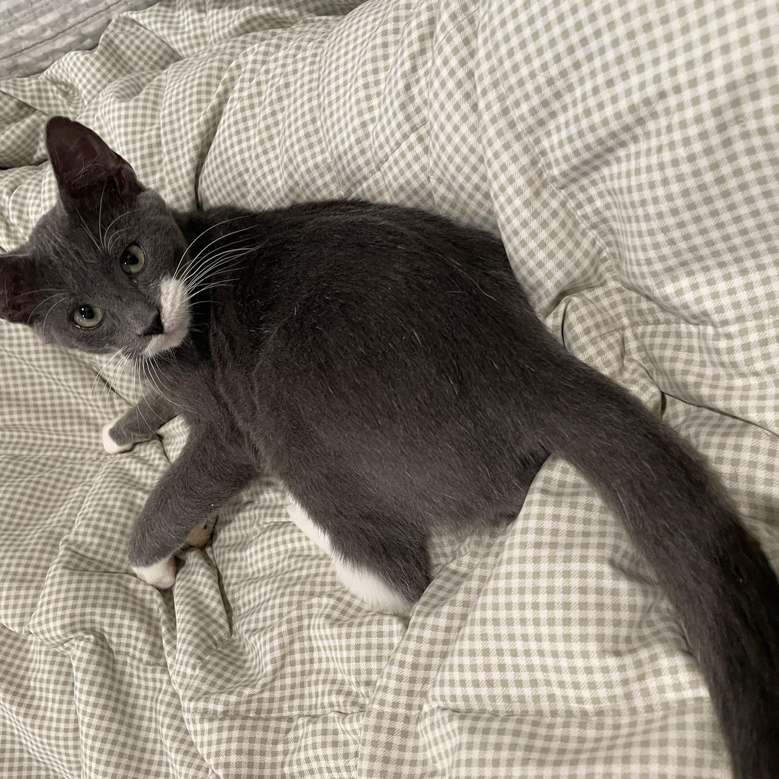 Polo, Adopted, Young Male American Shorthair & Domestic Short Hair.