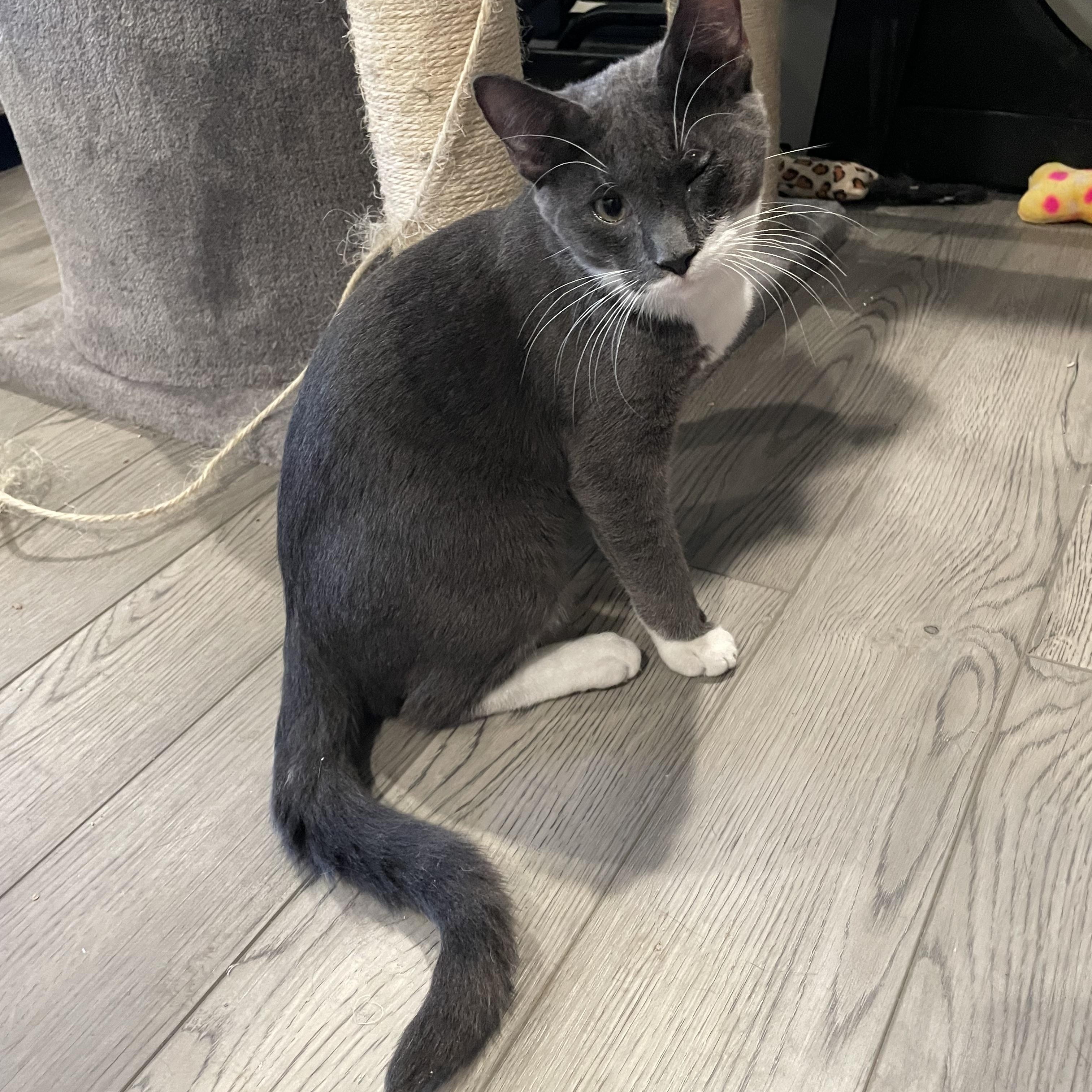 Enlarge Polo, a Adopted mixed breed in Tifton, GA image 2/3