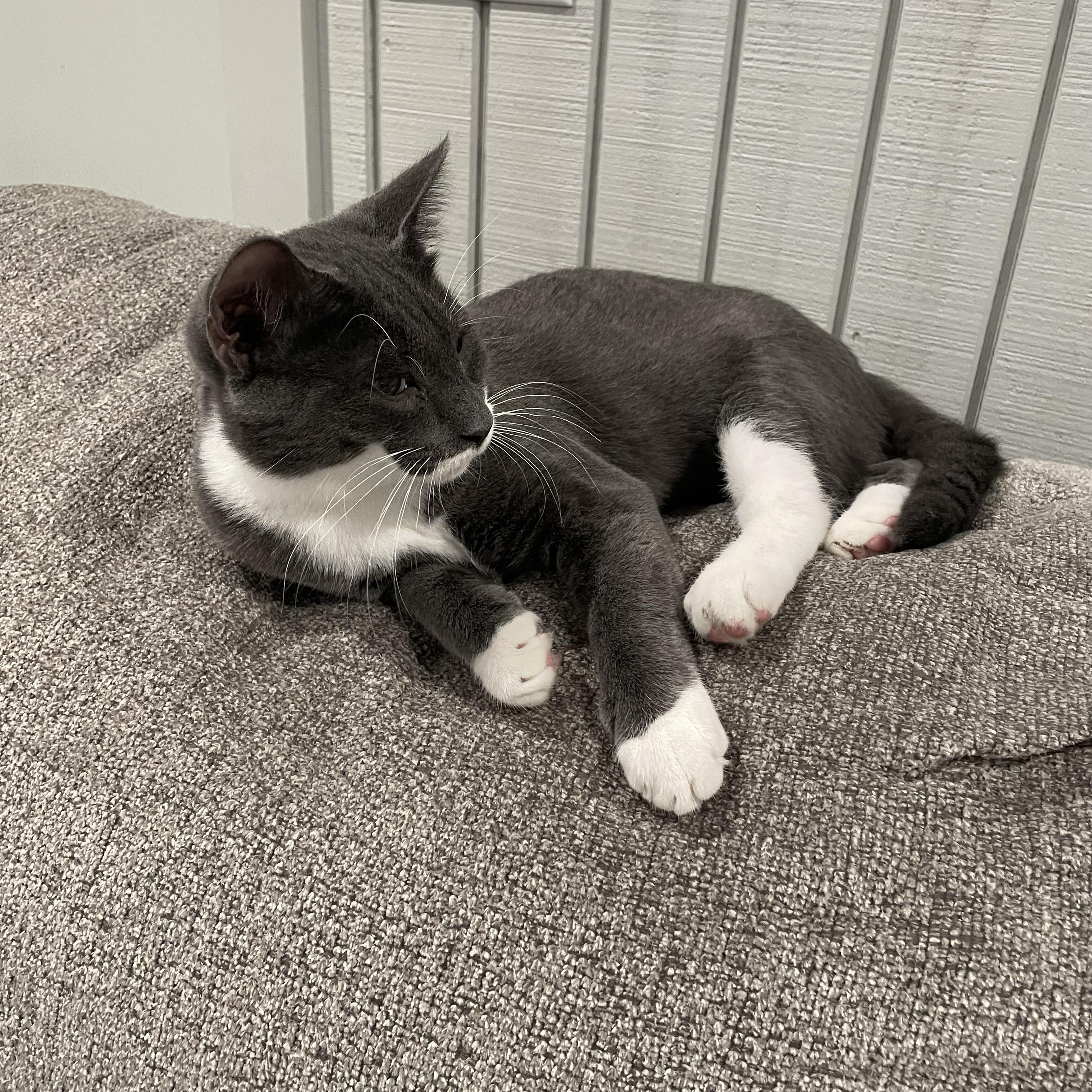 Enlarge Polo, a Adopted mixed breed in Tifton, GA image 3/3