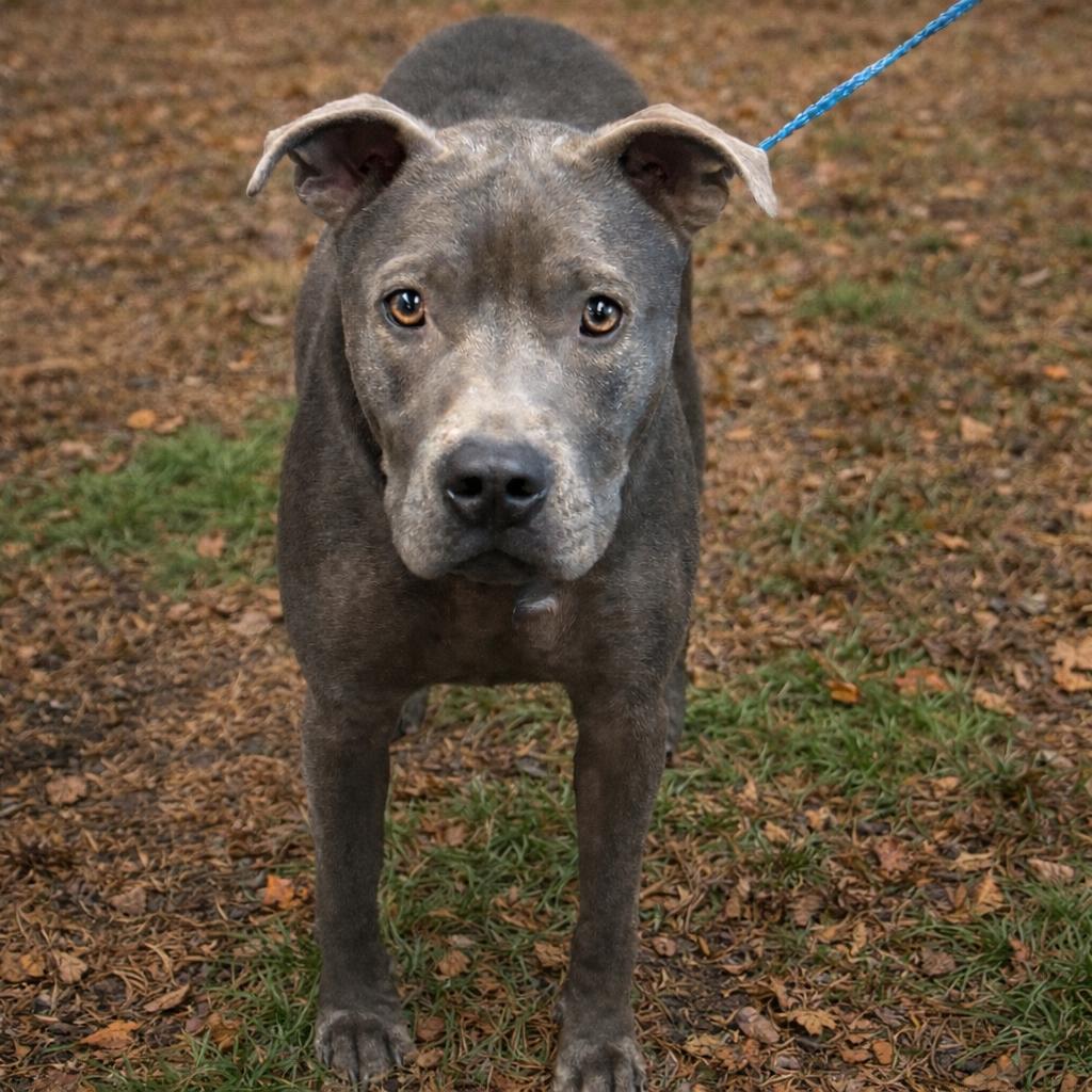 Enlarge Hugo, a Adoptable Pit Bull Terrier in Norman, OK image 1/2