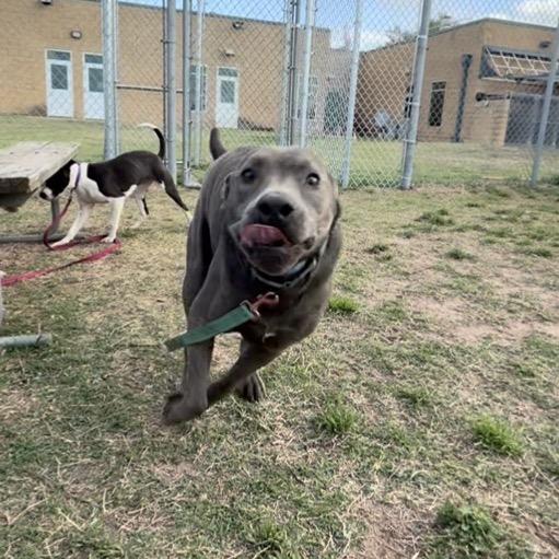 Enlarge Hugo, a Adoptable Pit Bull Terrier in Norman, OK image 2/6