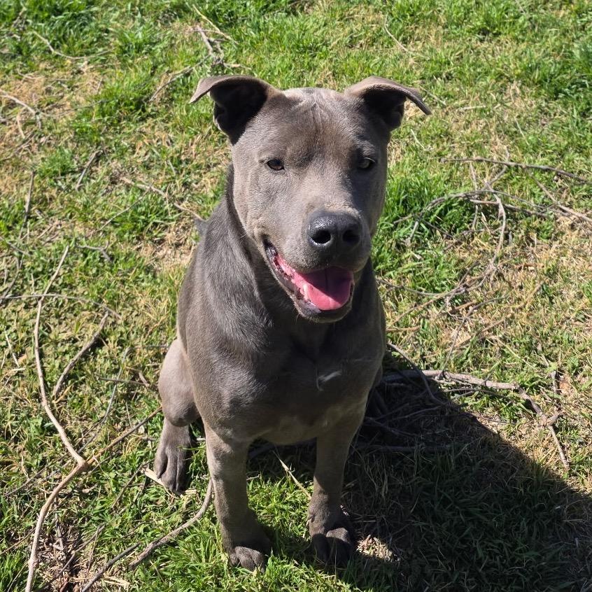 Enlarge Hugo, a Adoptable Pit Bull Terrier in Norman, OK image 2/5